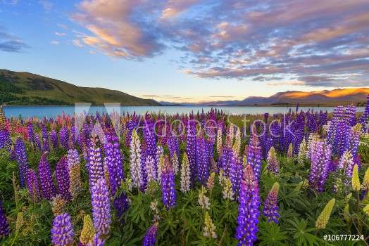 Picture of Russle Lupines at Lake Tekapo